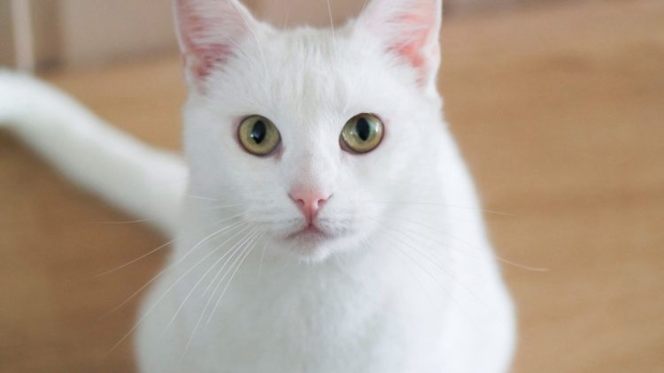 gambar jenis kucing russian white