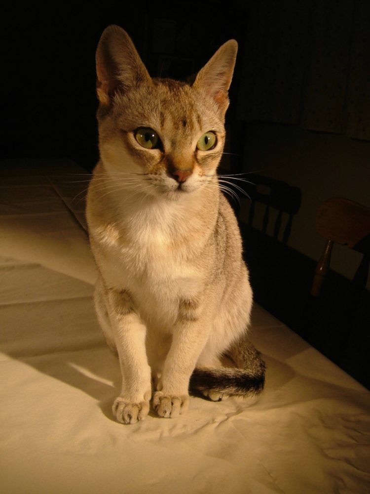 gambar jenis kucing sam sawet