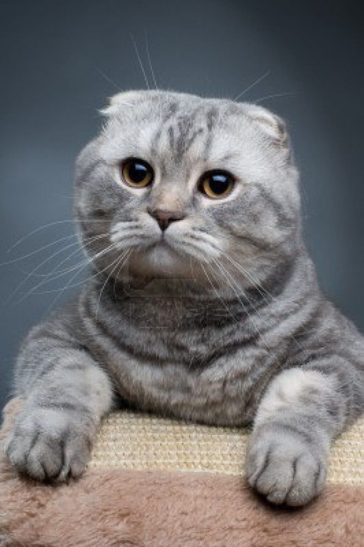 gambar jenis kucing scottish fold