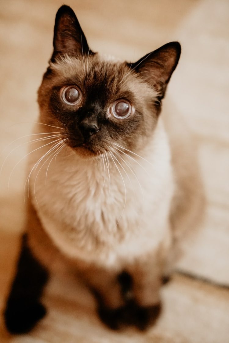 gambar jenis kucing siamese