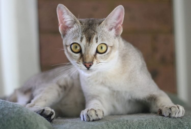 gambar jenis kucing singapura