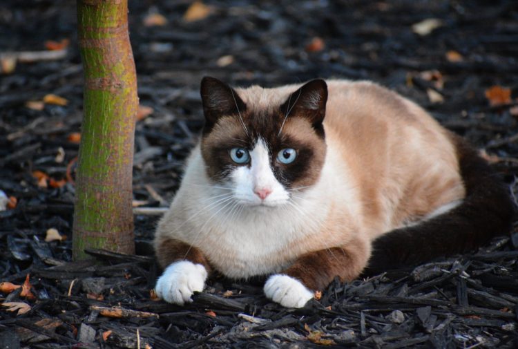 gambar jenis kucing snowshoe cat