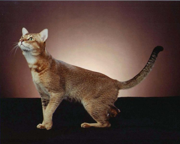 gambar jenis kucing stone cougar