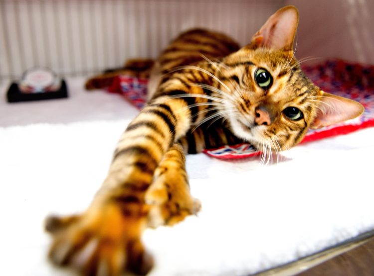 gambar jenis kucing toyger