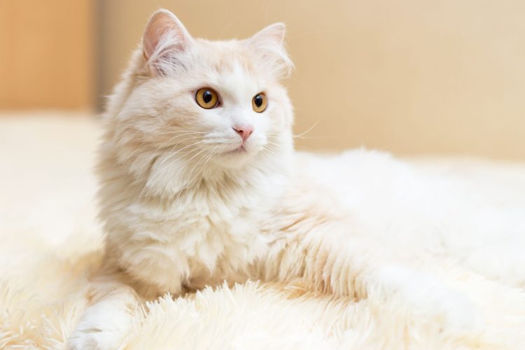 gambar jenis kucing turkish angora