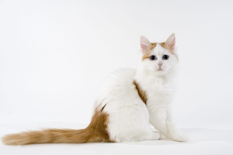 gambar jenis kucing turkish van