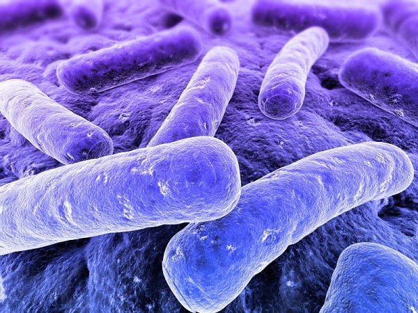 Gambar Jenis Bakteri Bentuk Batang (Basil)