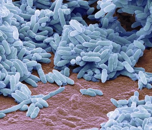 Gambar Jenis Bakteri Berflagel Amfitrik