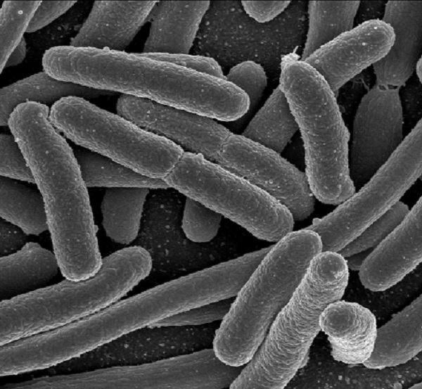 Gambar Jenis Bakteri Berflagel Atrik