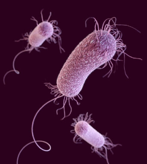 Gambar Jenis Bakteri Berflagel Monotrik