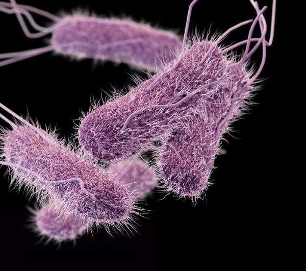 Gambar Jenis Bakteri Berflagel Peritrik