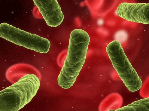 Gambar Jenis Bakteri Koliform