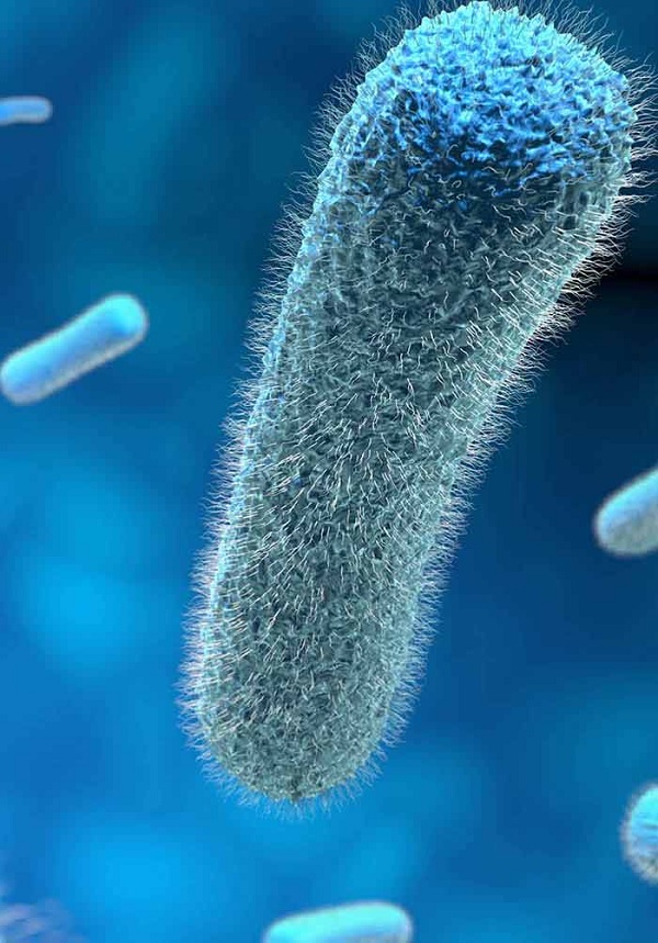 Contoh Jenis Bakteri Mesofil