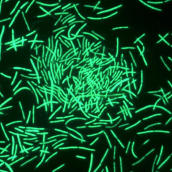Gambar Jenis Bakteri Termofil