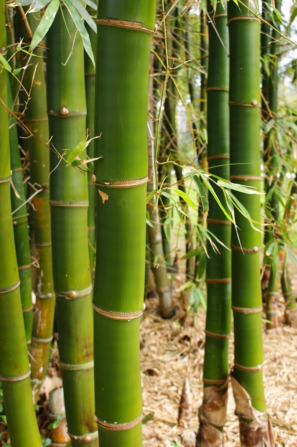 25 Jenis Bambu  di Indonesia Beserta Gambar Ciri Cirinya