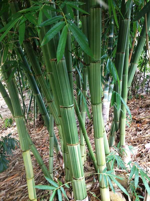 Gambar Jenis Bambu Andong 