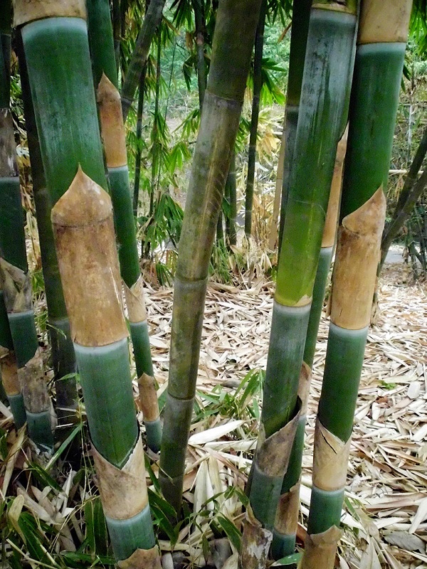 25 Jenis Bambu di Indonesia Beserta Gambar Ciri Cirinya