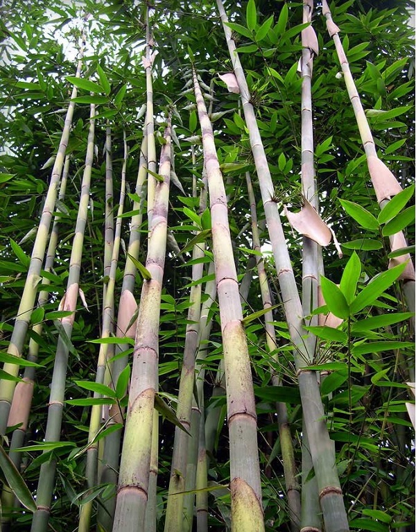 Gambar Jenis Bambu Ater
