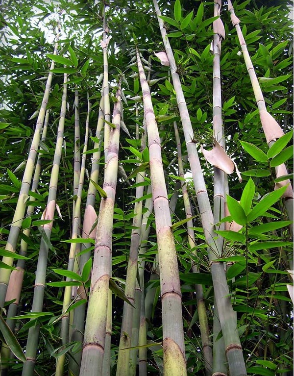 25 Jenis Bambu di Indonesia Beserta Gambar Ciri Cirinya