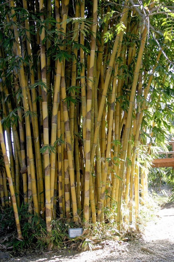 Gambar Jenis Bambu Bali 