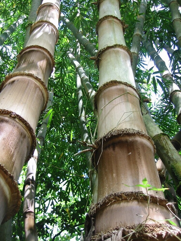 Gambar Jenis Bambu Betung