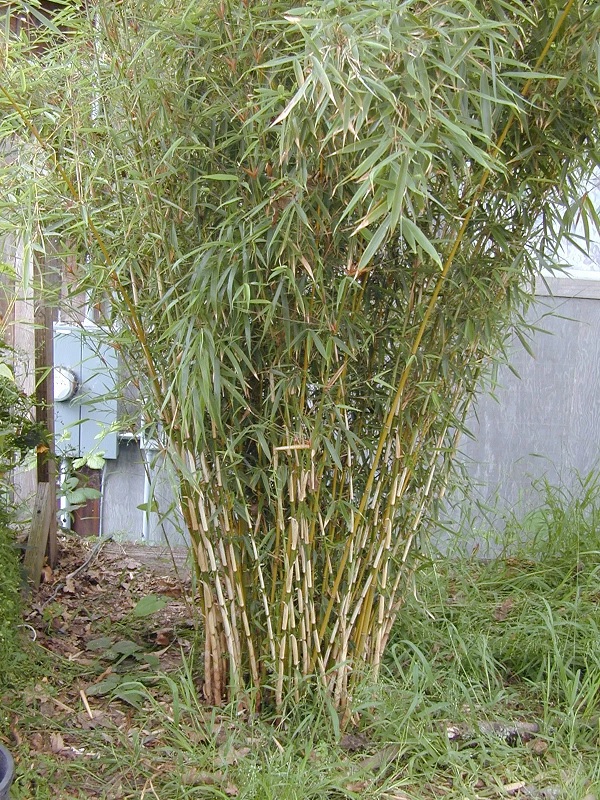 Gambar Jenis Bambu Cendani