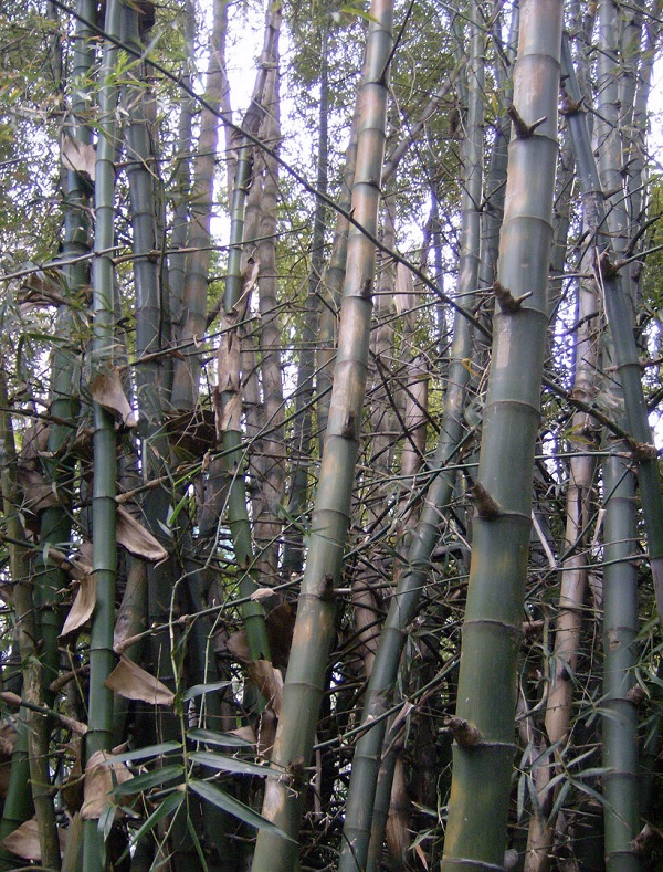 Gambar Jenis Bambu Duri
