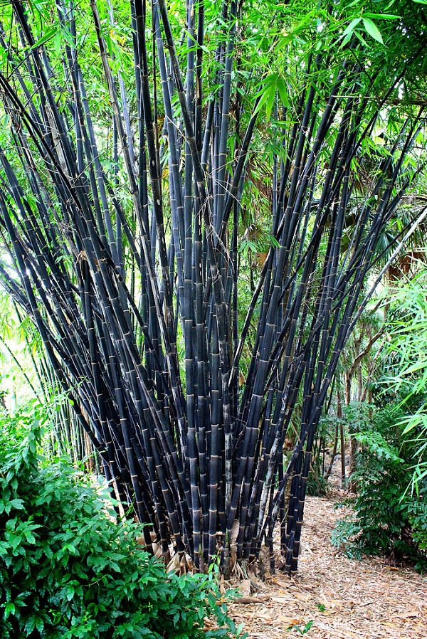 Gambar Jenis Bambu Hitam 