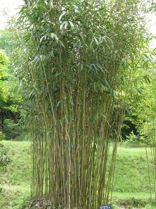 Gambar Jenis Bambu Jepang