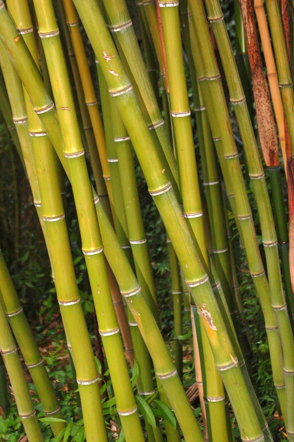 Foto Jenis Bambu Kayu Jepang