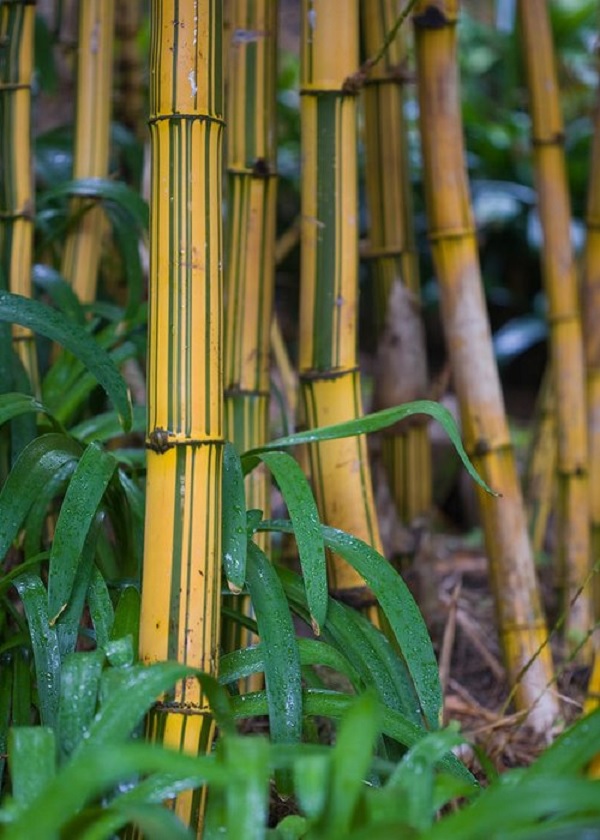 Gambar Jenis Bambu Kuning 