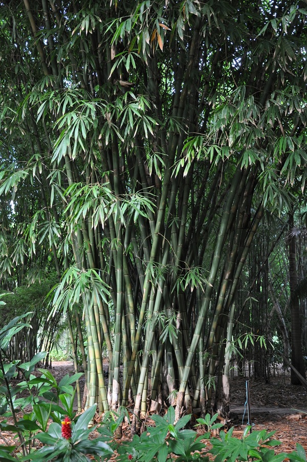 Gambar Jenis Bambu Mayan