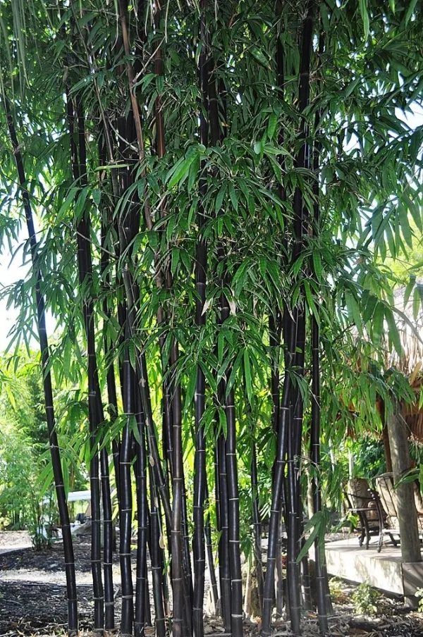 Foto Jenis Bambu Nigra