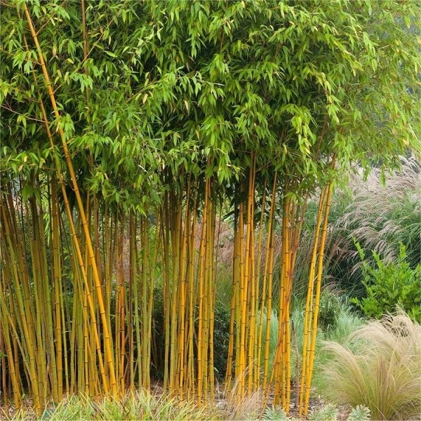 Gambar Jenis Bambu Pagar