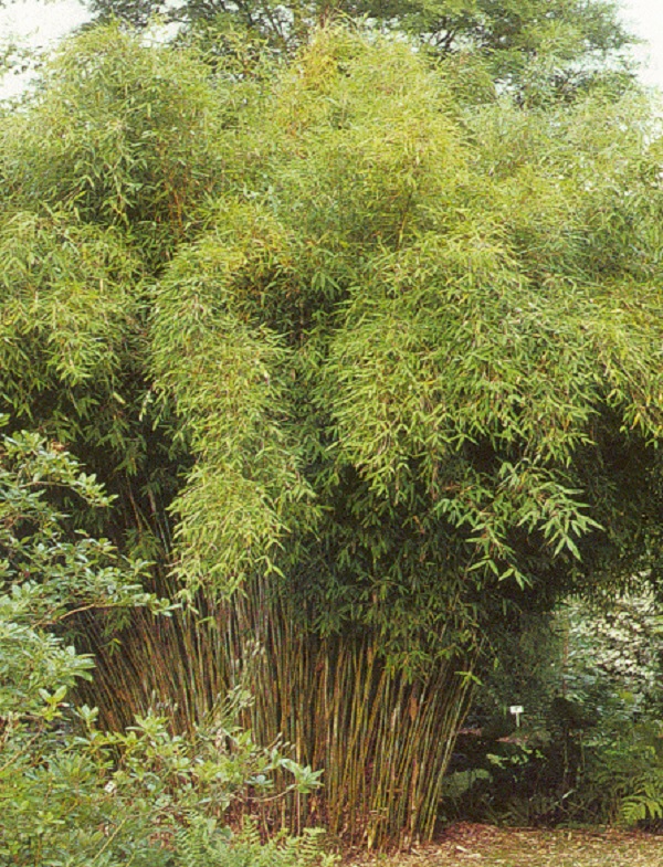 Gambar Jenis Bambu Payung