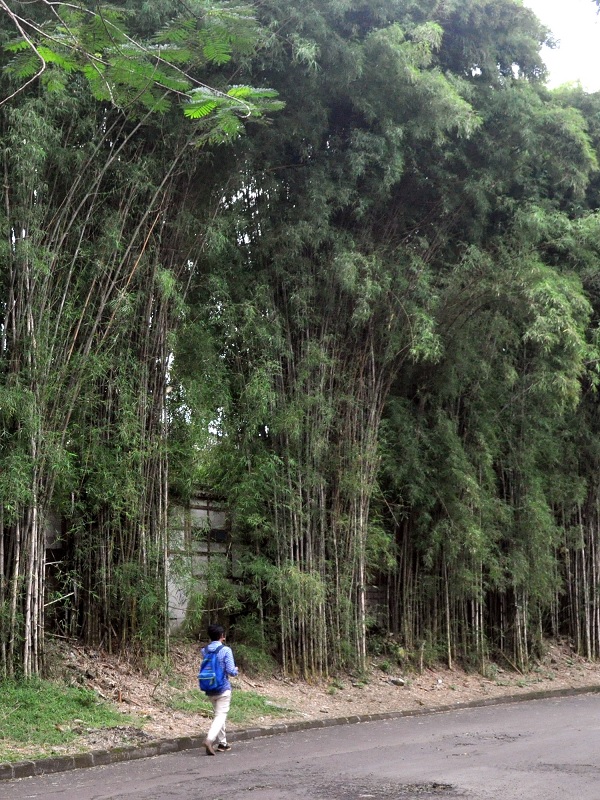 Gambar Jenis Bambu Sian