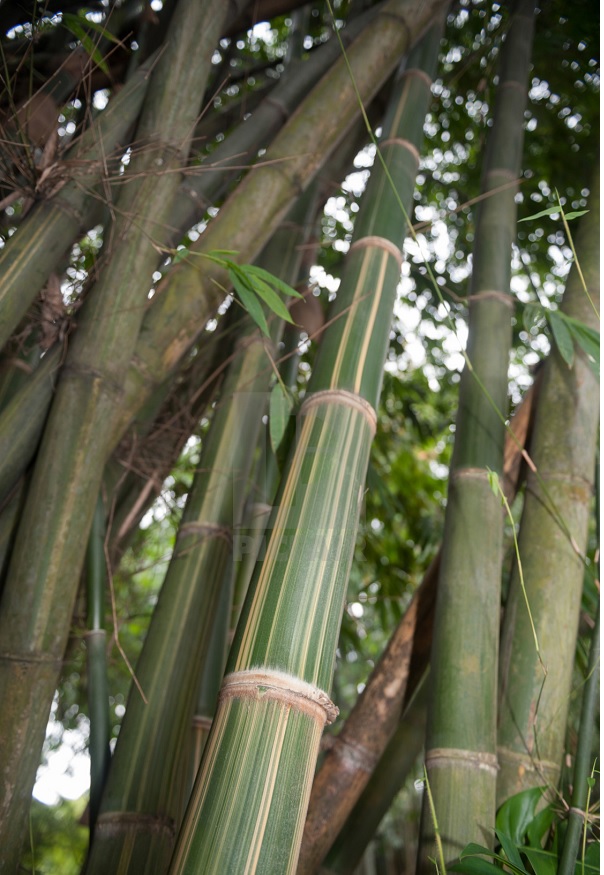 Gambar Jenis Bambu Temen