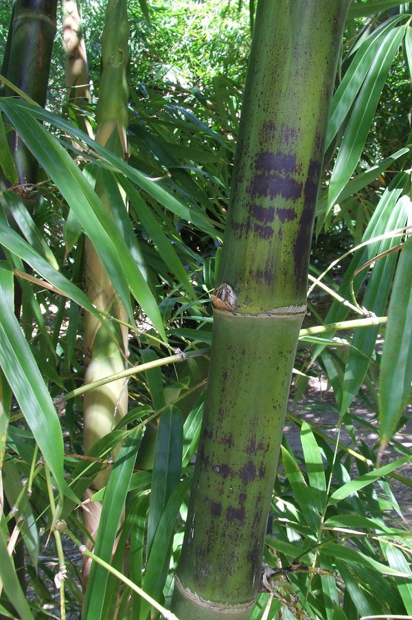 Gambar Jenis Bambu Tutul