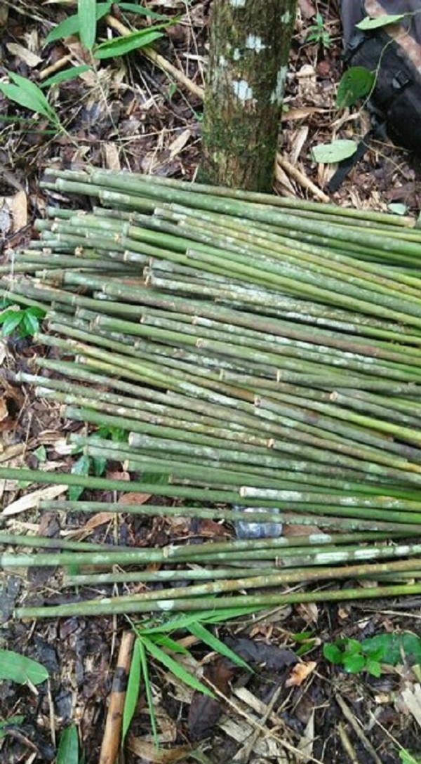 Gambar Jenis Bambu Wuluh