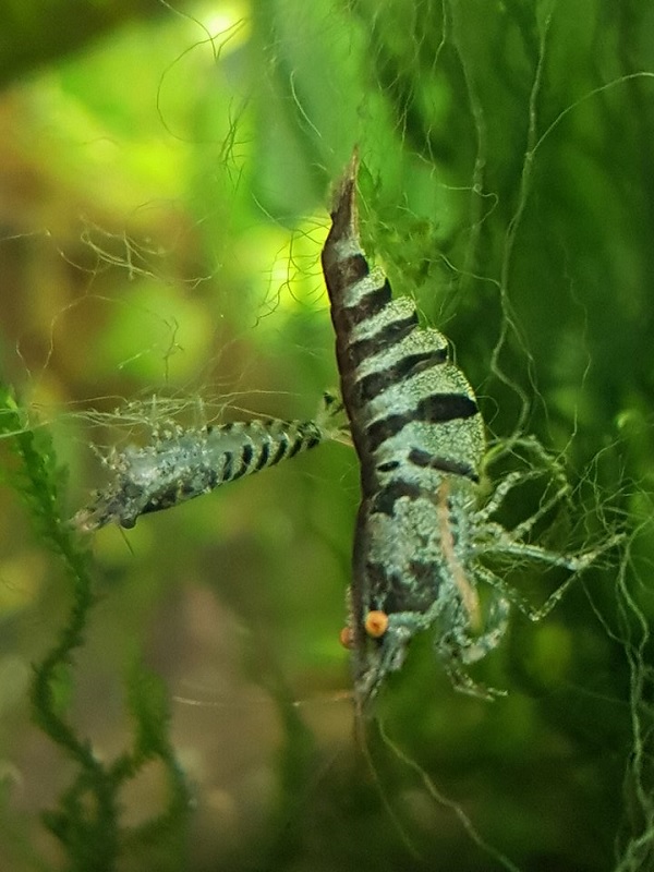 Gambar Jenis Udang Hias Caridina Babaulti