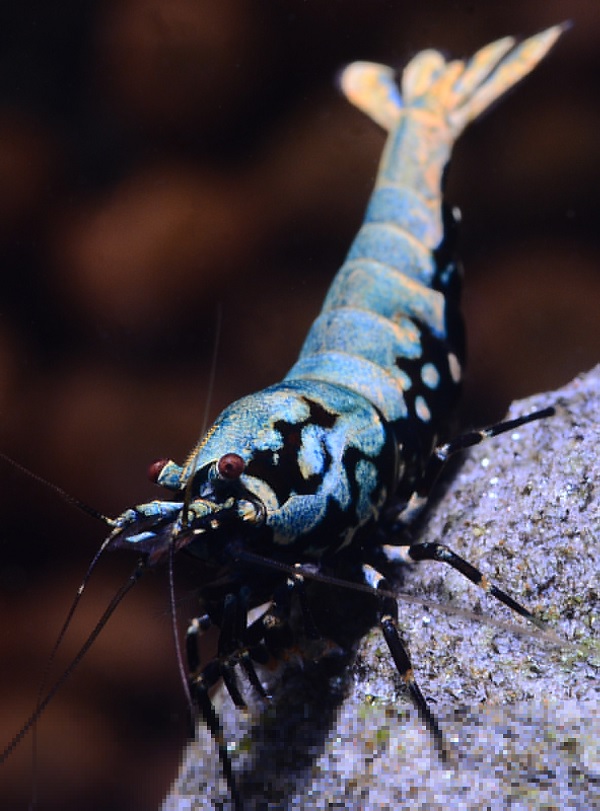 Gambar Jenis Udang Hias Pinto