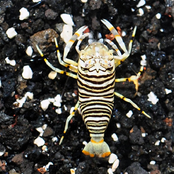 Gambar Jenis Udang Hias Striped Harlequin 