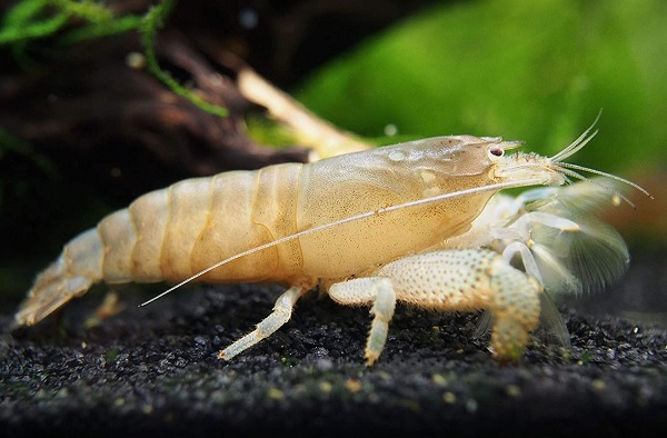 Gambar Jenis Udang Hias Vampir