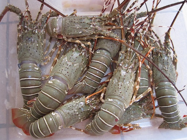 Gambar Jenis Udang Karang/Barong/Lobster