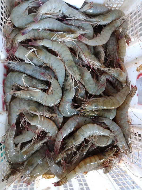 Gambar Jenis Udang Peci