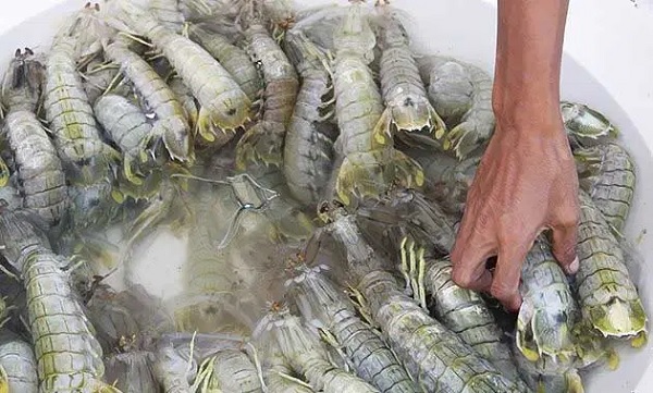 Gambar Jenis Udang Sikat/ Udang Kipas