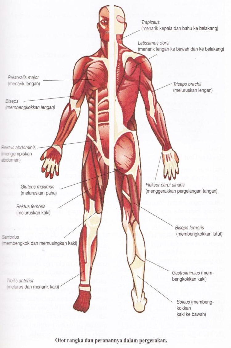 gambar jenis otot dan contohnya