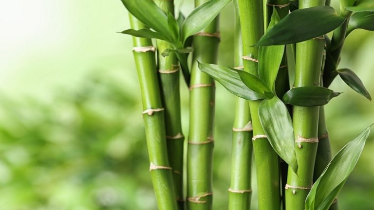 gambar Jenis Bambu